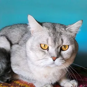 на вязку кот