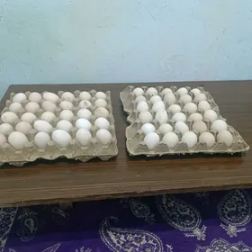 yumurtga Tashkent boytsowy