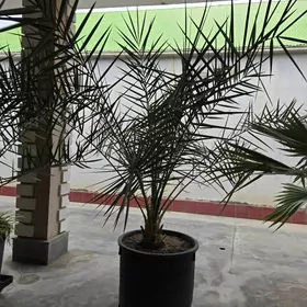 Вашингтония и Финиковая пальма