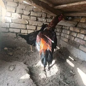 Tashkent boytsowy horaz