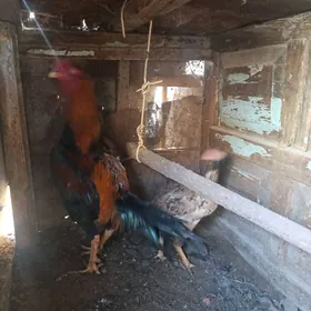 boytsowy horaz Tashkent