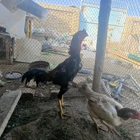 boytsowy horaz Tashkent