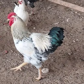 гигант хораз