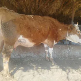 yetik bogaz simental