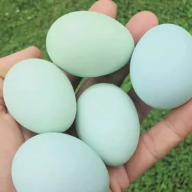 yumurtga inkubator üçin