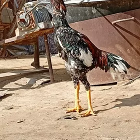 Gazak alaça jüýje