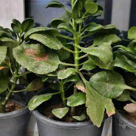 домашние цветы