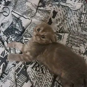 шотландские шиншиллы