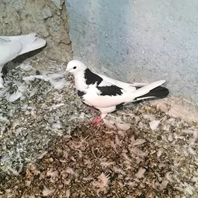 kepderi голуби