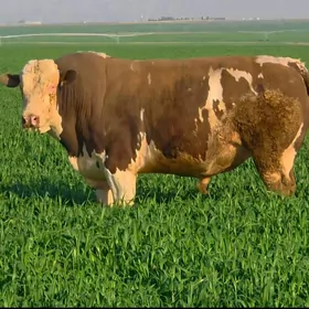 Okuz Simental Original