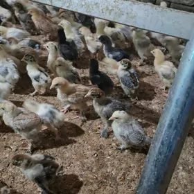 балгар жужелер