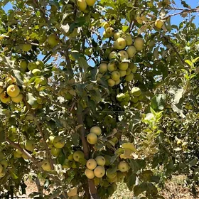 ️satlyk tayyn biznes️