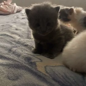Продам котят