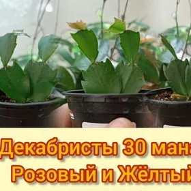 декабристы