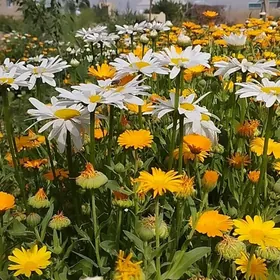 ak uly ramaşkañ nahali