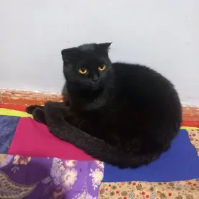 Продам шотландского вислоухого