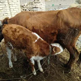 СЫГЫР САГЛЫК