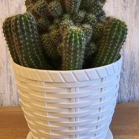 Кактус в красим белом горшке