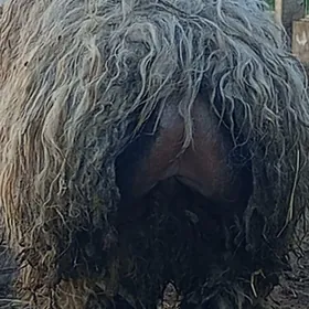 BAKYLAN ÝAŞAJYK İŞŞEKLER.