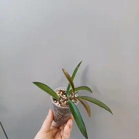 ХОЙЯ ВАЙЕТИ