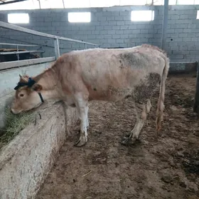 arassa swet tohum tuwe