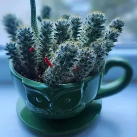 Кактус цветущий