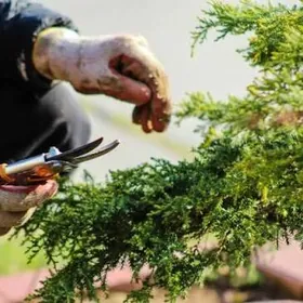 Садовник Нужен