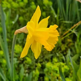 Нарциссы/ Narsis