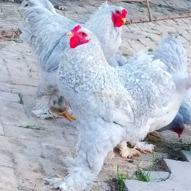 brama lawanda yumurtgasy bar