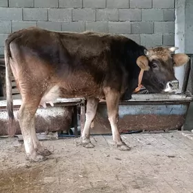 şwes tohum göleli sygyr