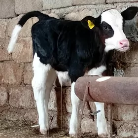 Simental Öküz Göle