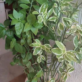 Педилантус