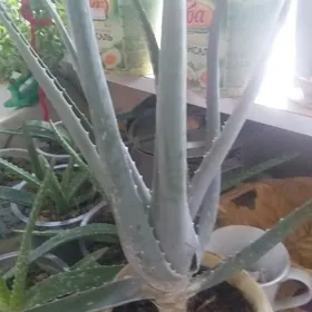 Алое Вера цветок