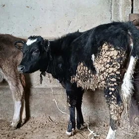 Golisdeyin tuwe okuz