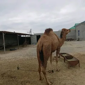 Bakylan Gysyr Düÿe