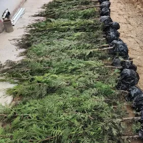 Tuya Туя Ёлка Yolka