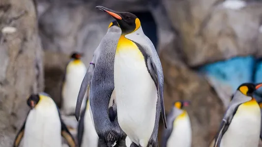 Ученые бьют тревогу за судьбы императорских пингвинов