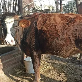 Bogaz sygyr simental