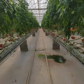 Satlyk teplisa 5 gektar