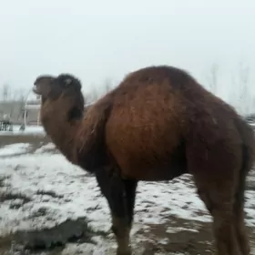 Höwürlik erkek düýe