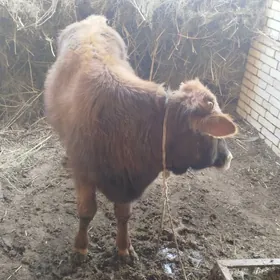 meýdan öküz 1 ýaşan