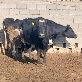 GALISTEYIN  SYGYRLAR