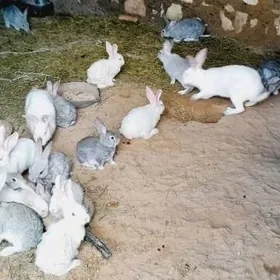 Arassa polwelikan towşanlar