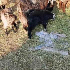 Ekiz owlakly kelek geci