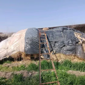 ot bar yorunja bogulan