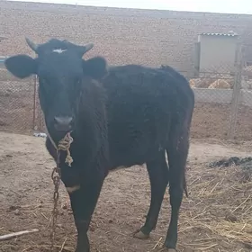 Tuwe bir yas alty ay