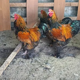 брама хороз товук