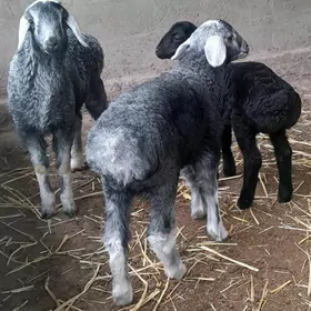 gisar guzyly goyunlar