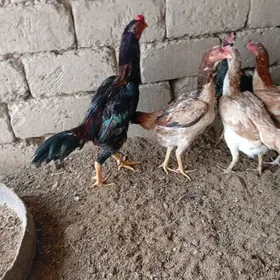 байсовый.   тохум