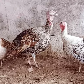 Indyuk owgan paroda 3 sany